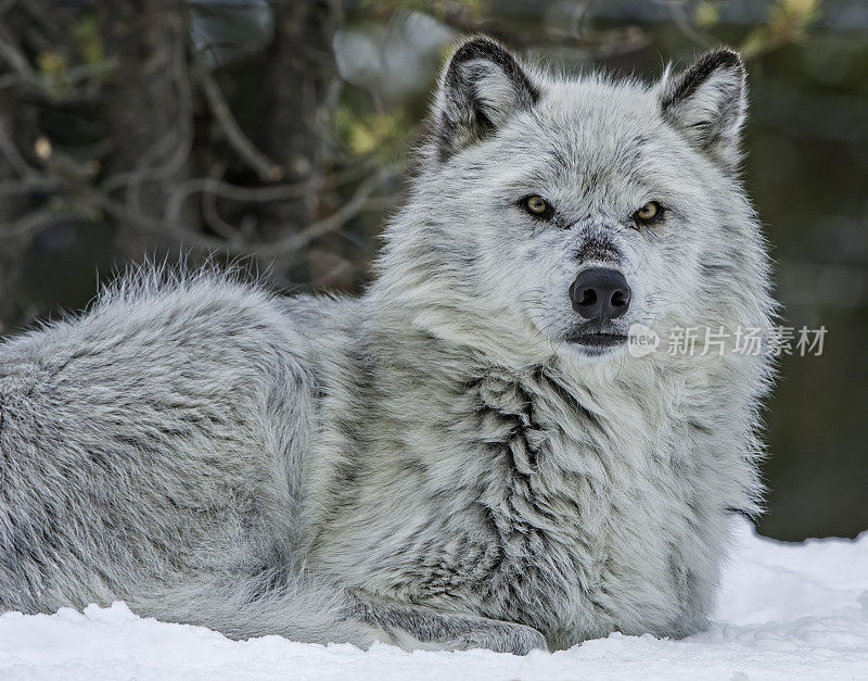 灰狼或灰狼(Canis lupus)是一种原产于北美荒野和偏远地区的犬科动物。